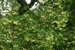 Pavetta gardeniifolia