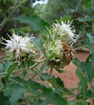 Vernonia adoensis