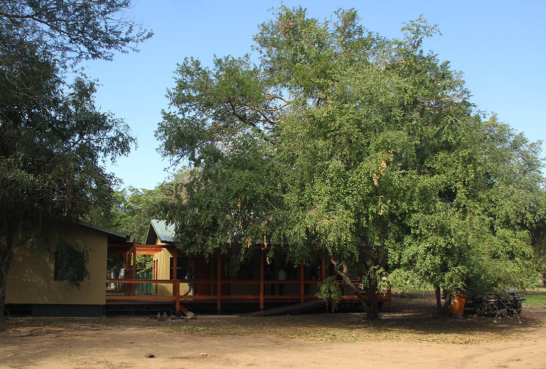 Ziziphus mucronata