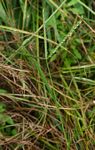 Eleusine africana