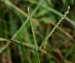 Eleusine africana