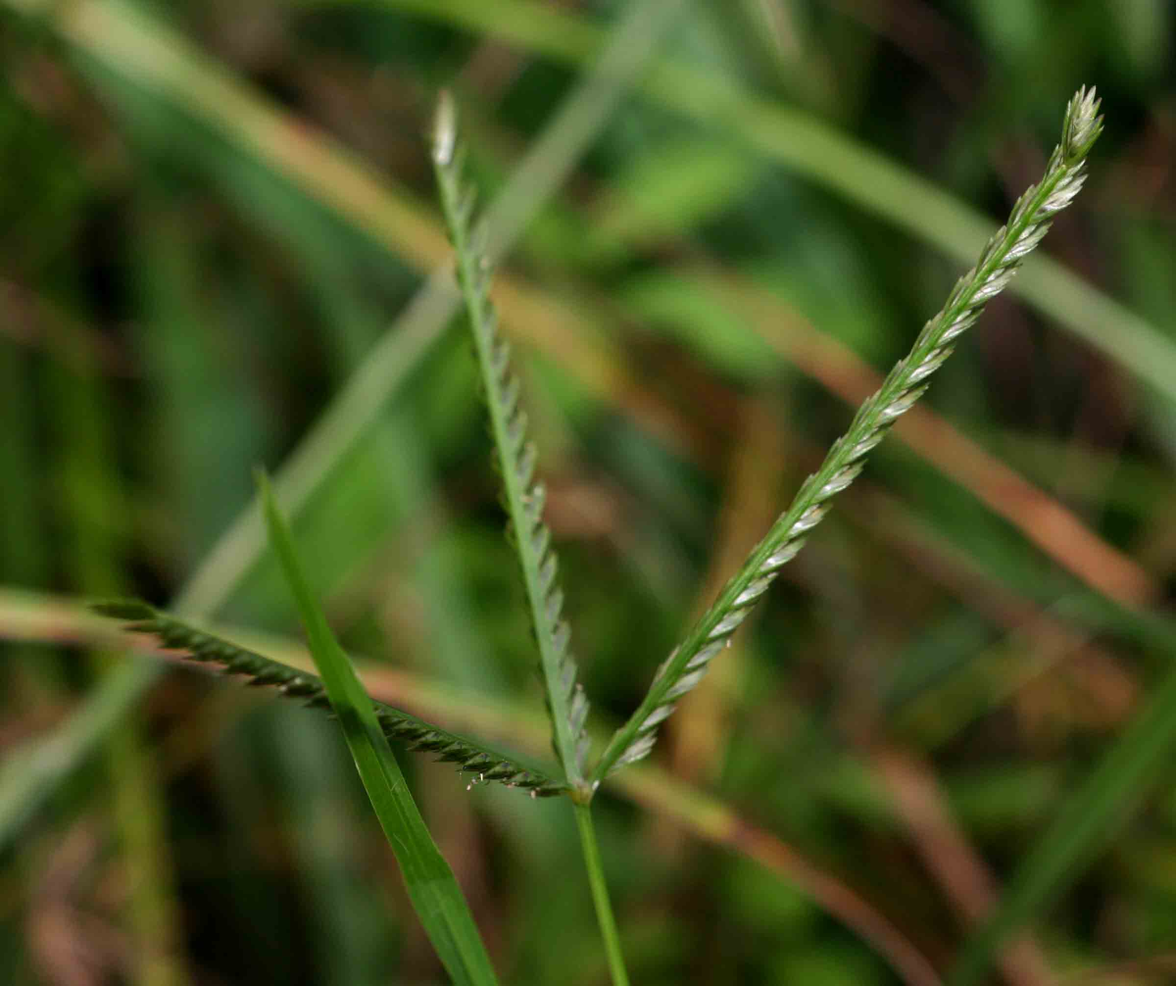 Eleusine africana