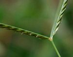 Eleusine africana