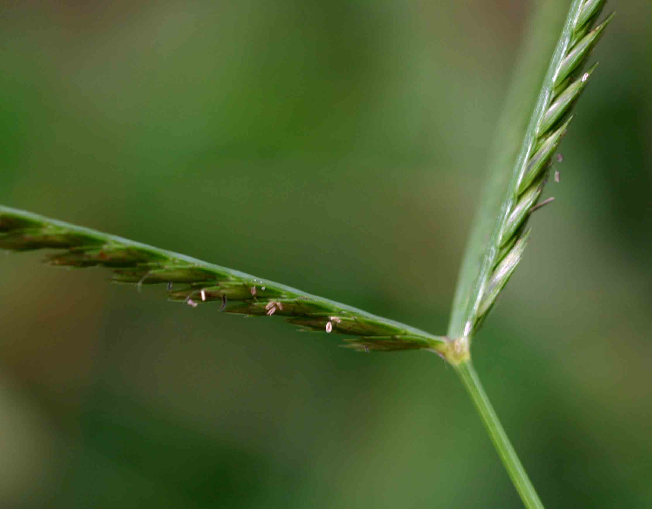 Eleusine africana