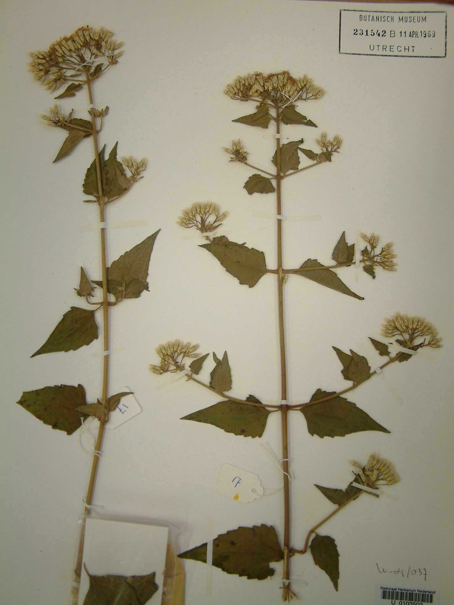 Chromolaena odorata