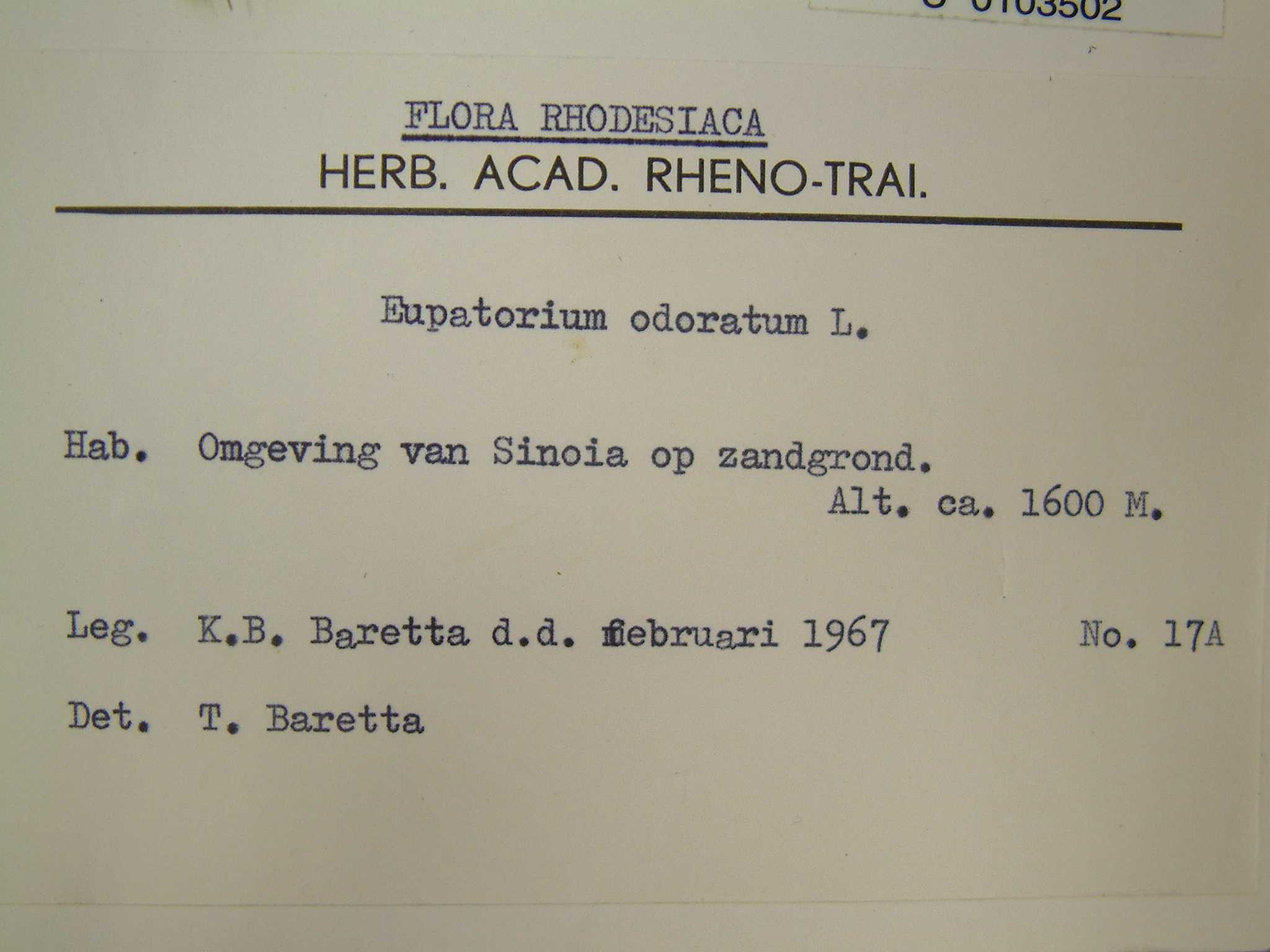 Chromolaena odorata