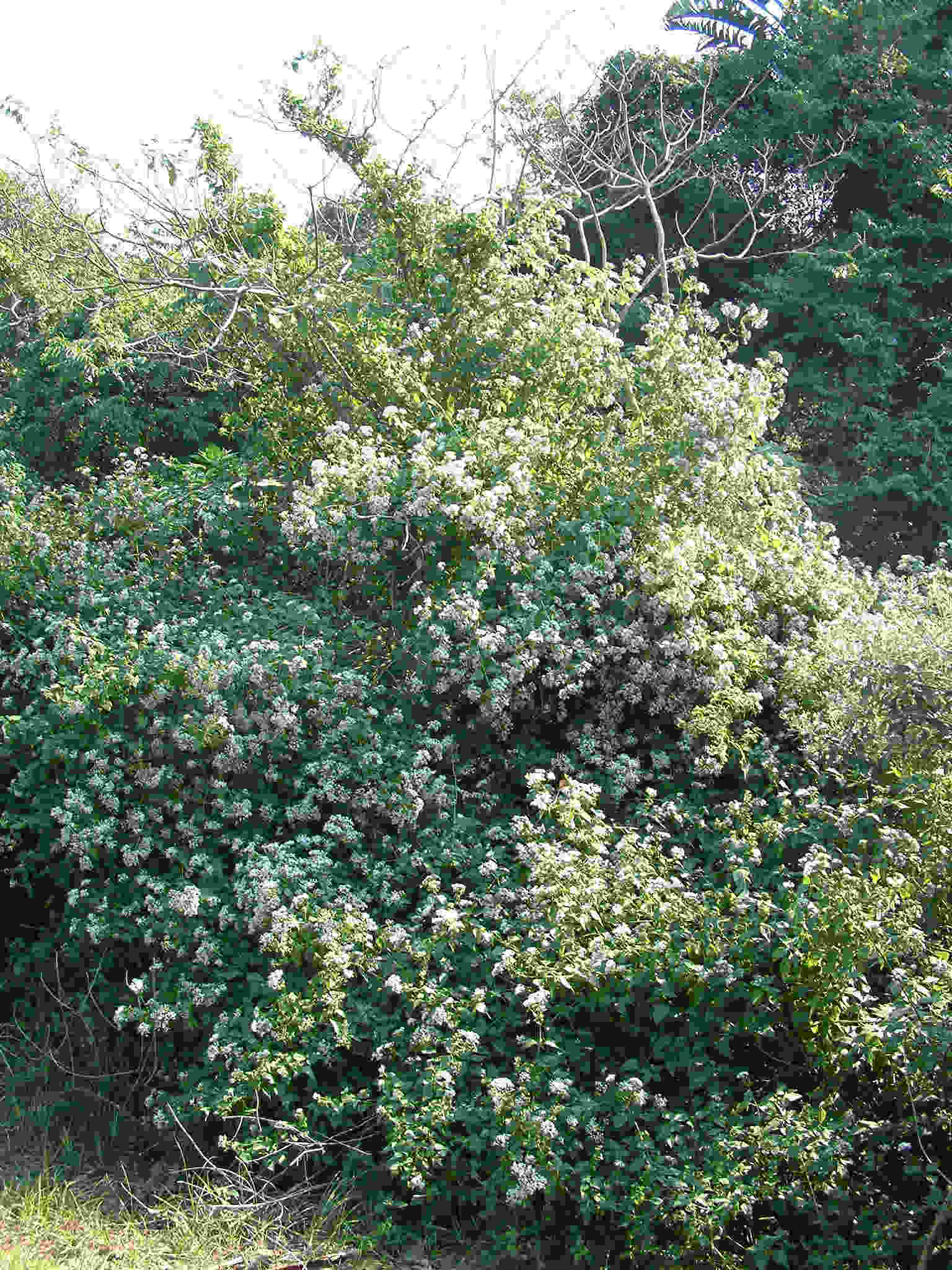 Chromolaena odorata