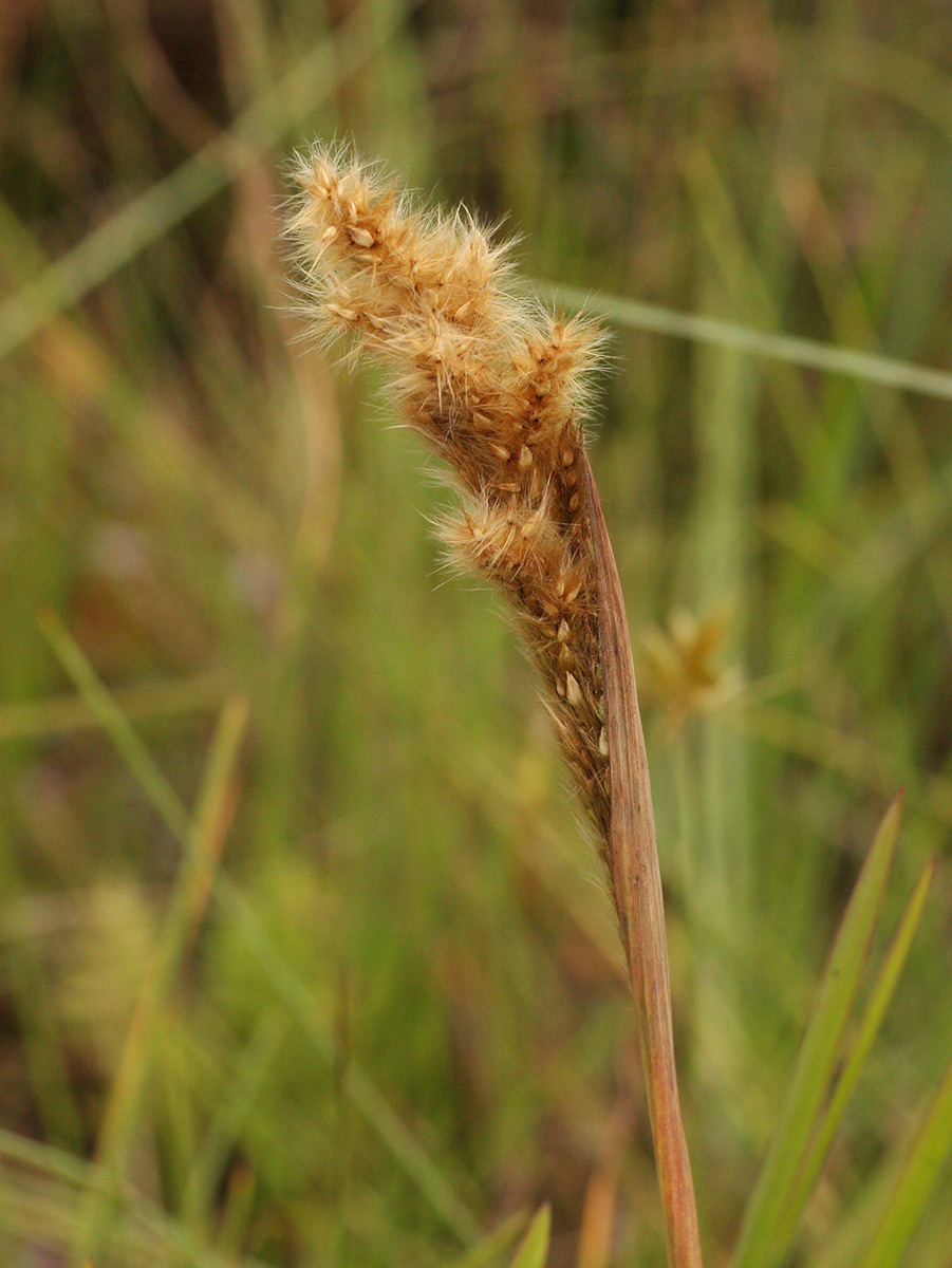Eriochrysis pallida