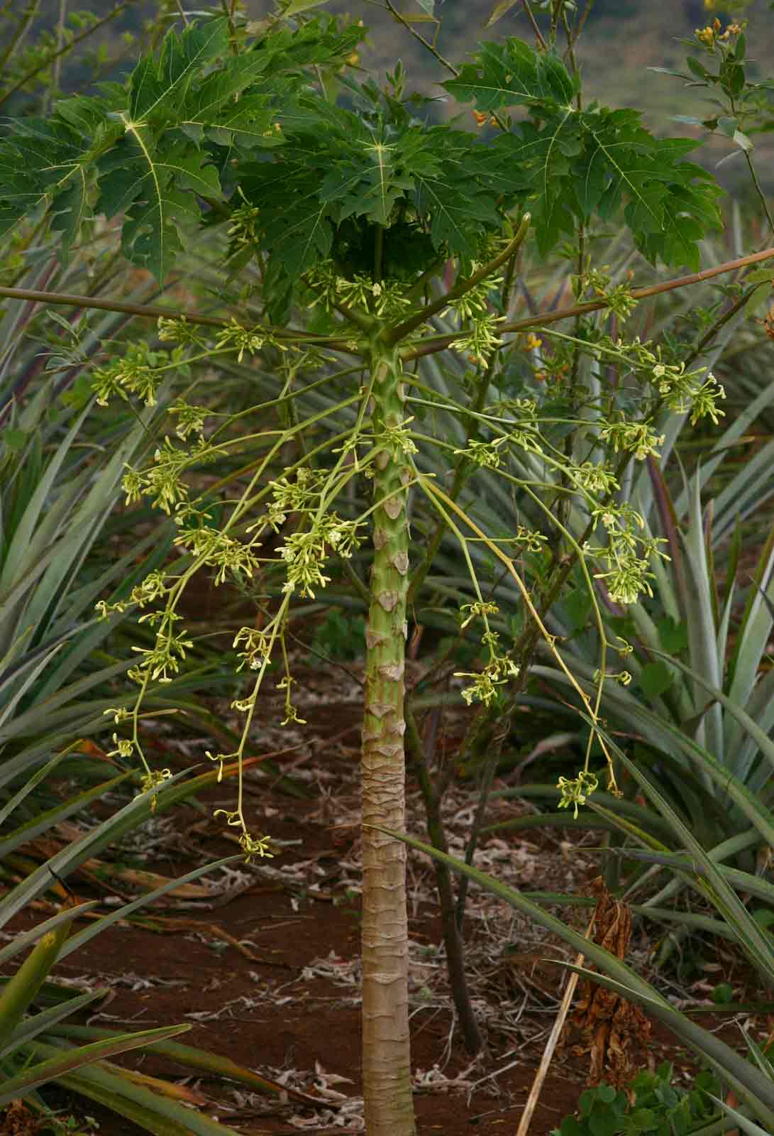 Carica papaya