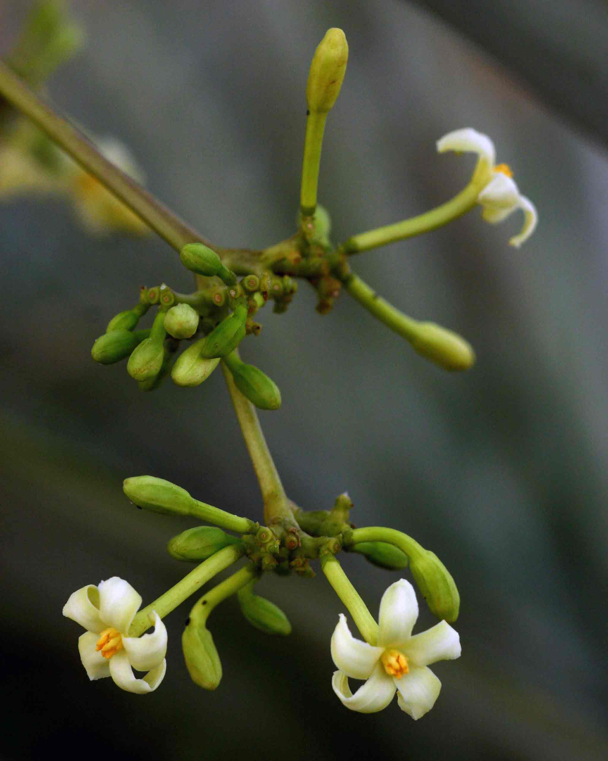 Carica papaya
