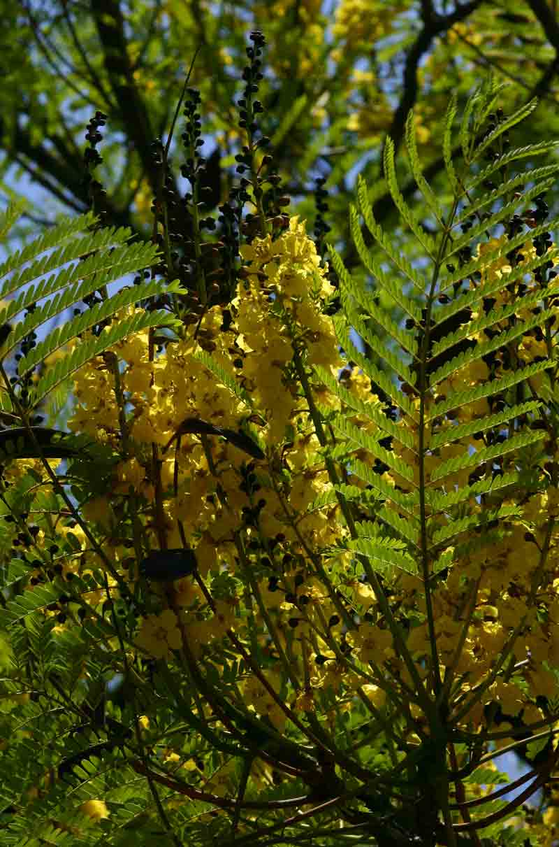 Schizolobium parahyba