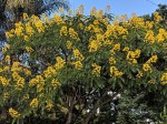 Senna spectabilis