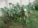 Datura metel