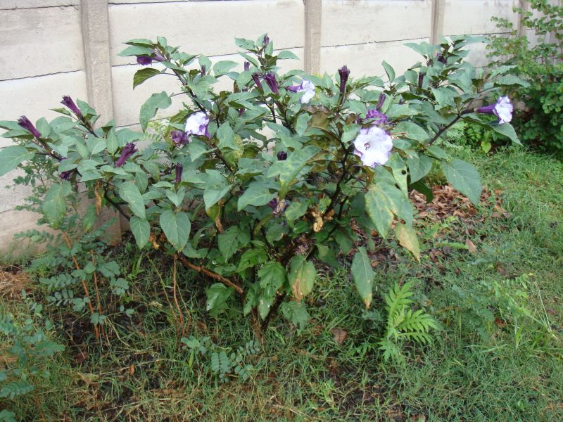 Datura metel