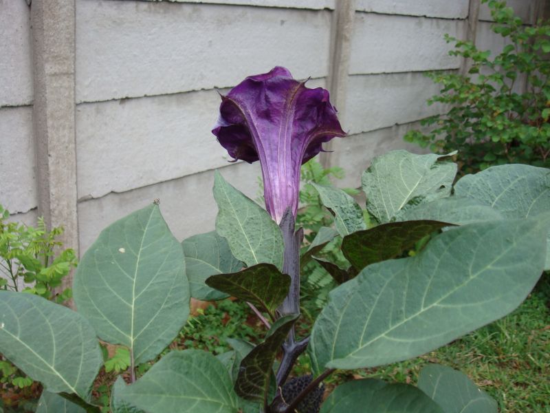 Datura metel