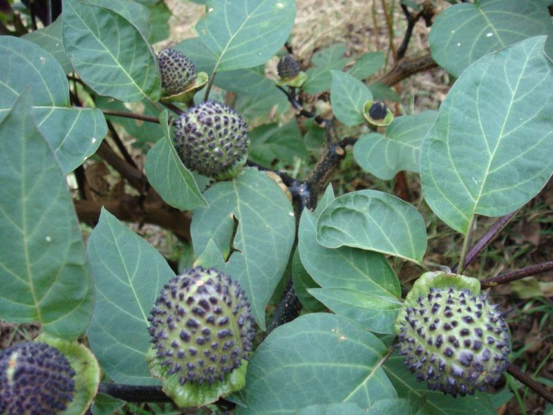 Datura metel