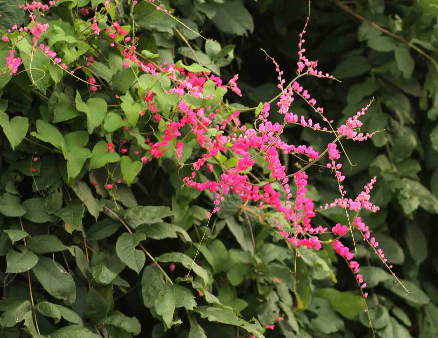 Antigonon leptopus