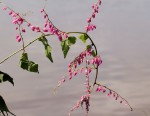 Antigonon leptopus