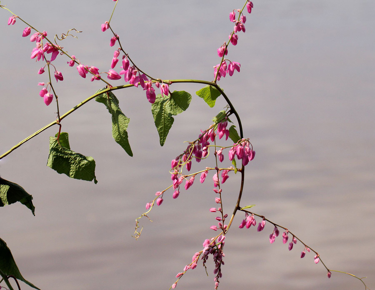 Antigonon leptopus