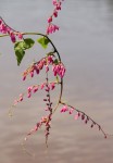 Antigonon leptopus