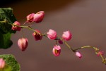 Antigonon leptopus
