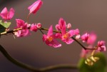 Antigonon leptopus