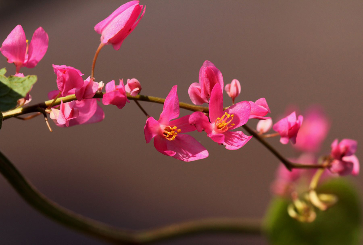Antigonon leptopus