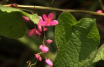 Antigonon leptopus