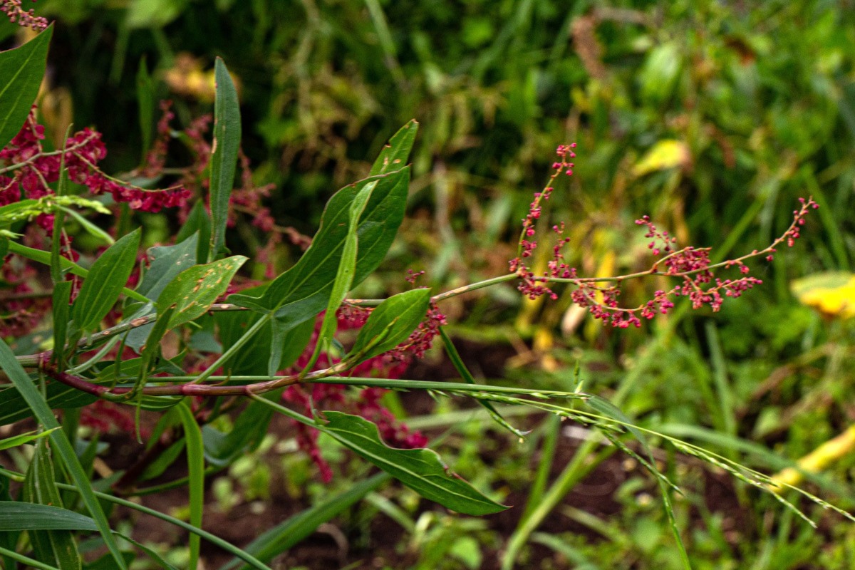 Rumex usambarensis