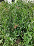 Rumex usambarensis