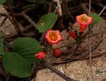 Stictocardia beraviensis