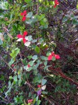 Mussaenda erythrophylla