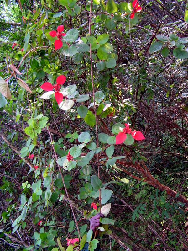 Mussaenda erythrophylla