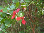 Mussaenda erythrophylla
