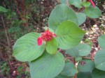 Mussaenda erythrophylla