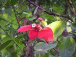 Mussaenda erythrophylla