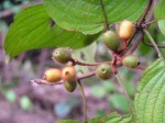 Mussaenda erythrophylla