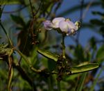 Psophocarpus scandens