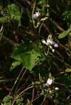 Psophocarpus scandens