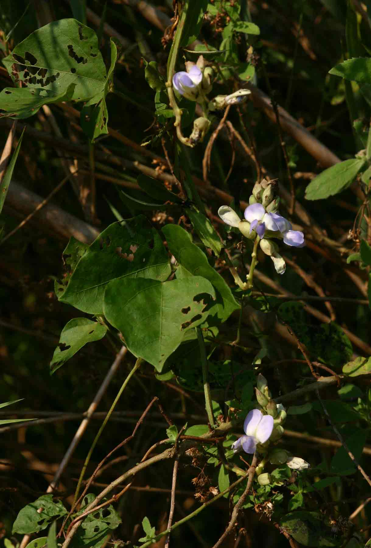 Psophocarpus scandens