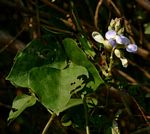 Psophocarpus scandens