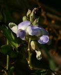 Psophocarpus scandens