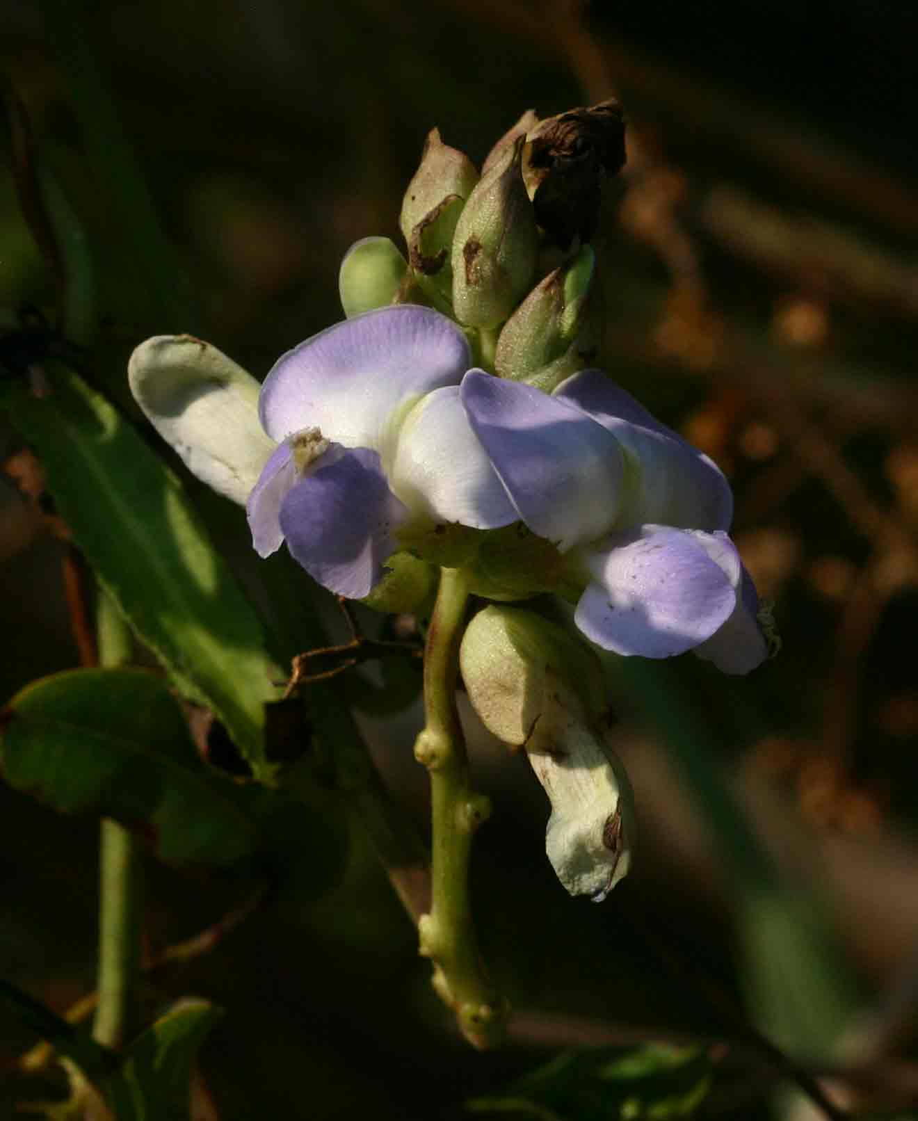 Psophocarpus scandens