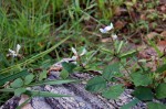Psophocarpus scandens