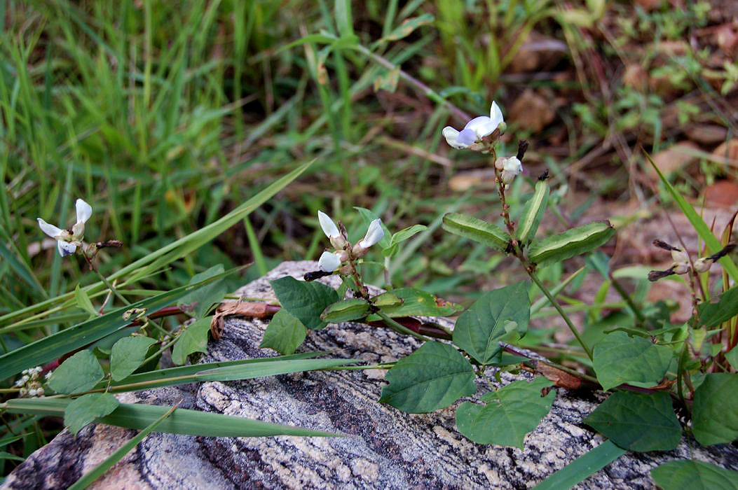 Psophocarpus scandens