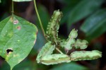 Psophocarpus scandens