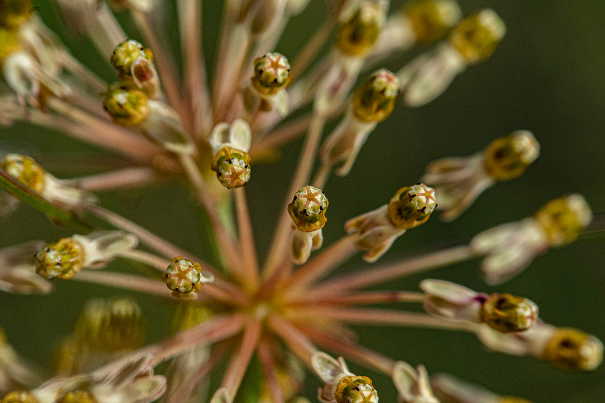 Xysmalobium holubii Xysmalobium holubii