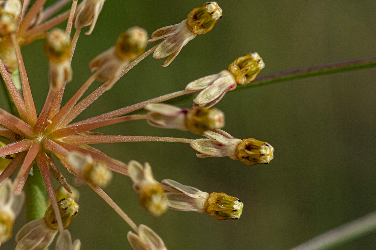 Xysmalobium holubii Xysmalobium holubii