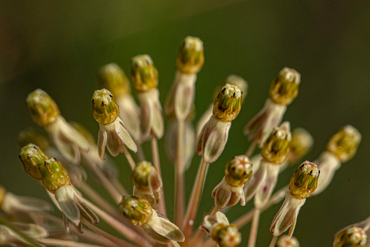 Xysmalobium holubii Xysmalobium holubii