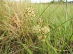 Xysmalobium holubii